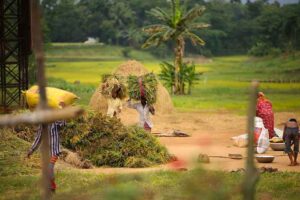 PADDY HARVESTING