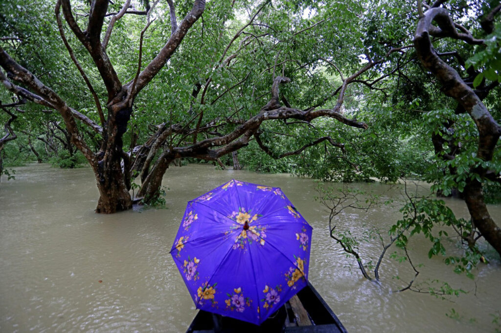 Amazon of Bengal Ratargul