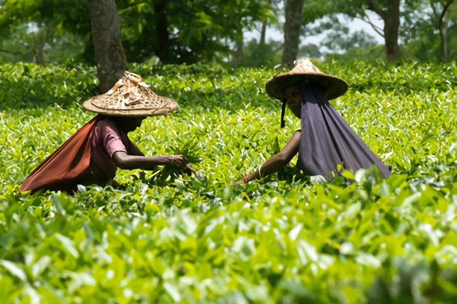 the-most-breathtaking-tea-gardens-in-sylhet-cinebuzz-times