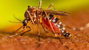 Dengue fever symptoms, remedies and treatment