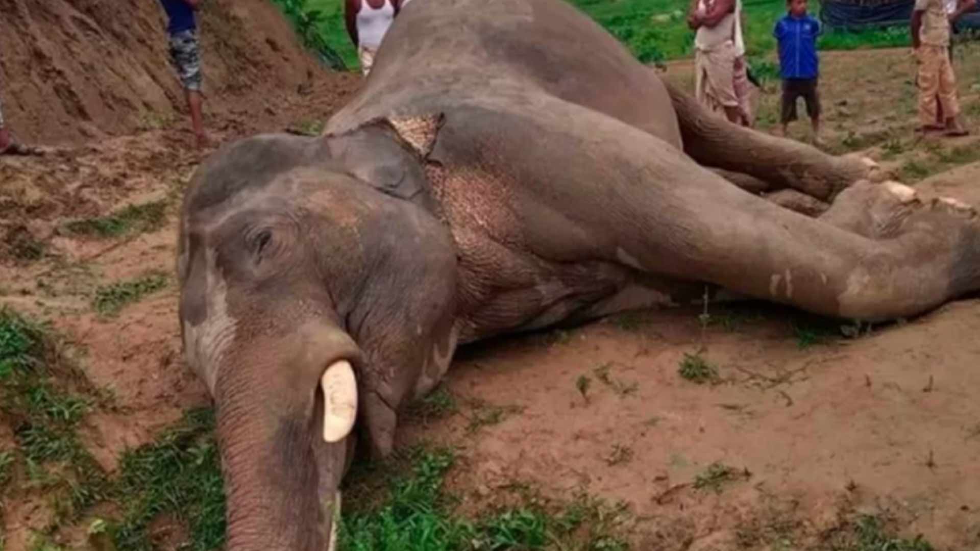 Elephant killing in Bangladesh Who is responsible