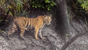 Climate change: Why should Sundarbans be protected?