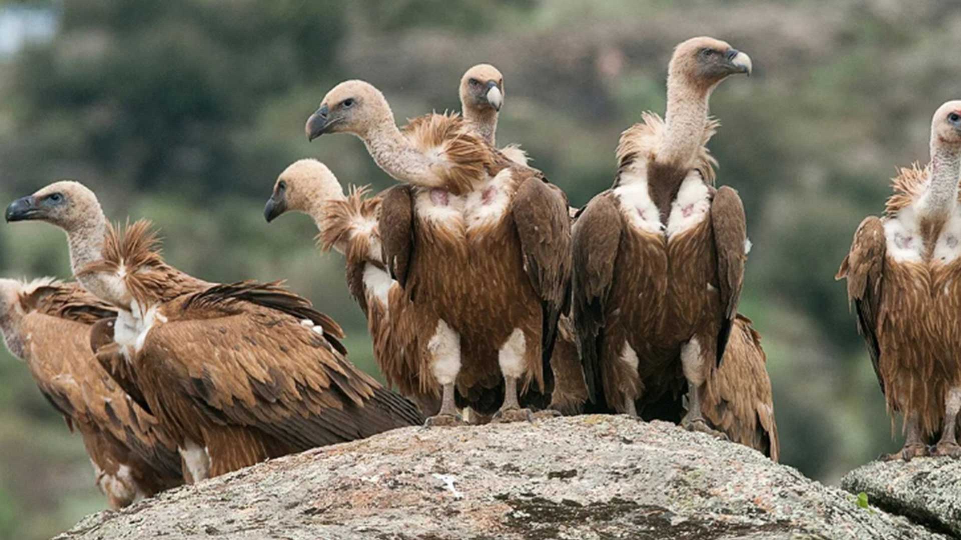 Eco-vultures vanishing