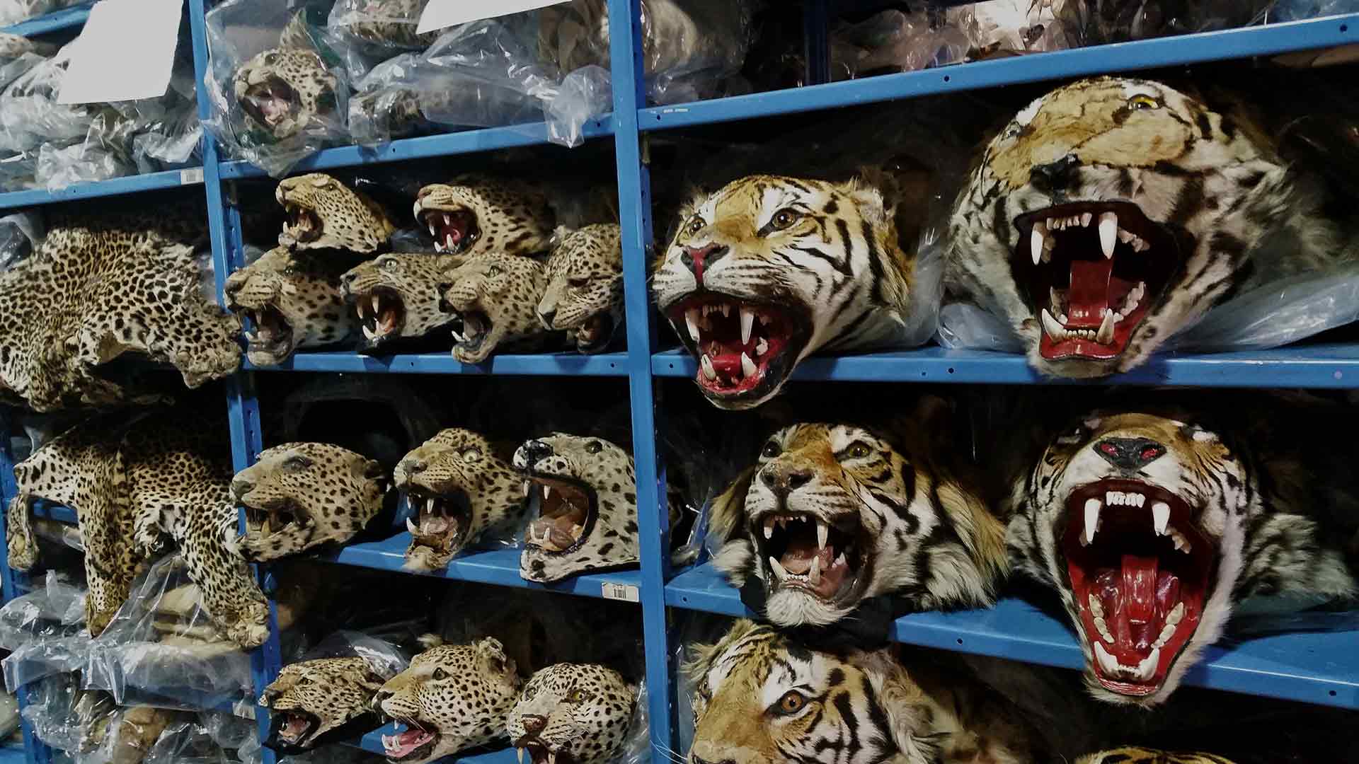 Bangladesh is becoming a tiger parts consumer