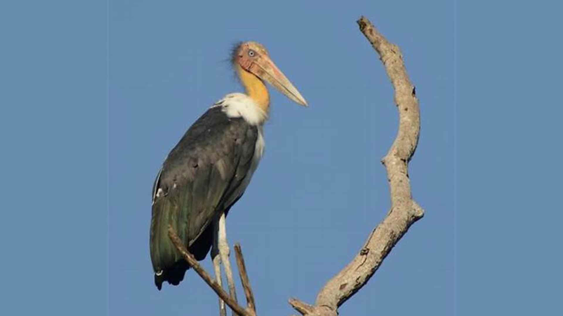 Native bird of Bangladesh