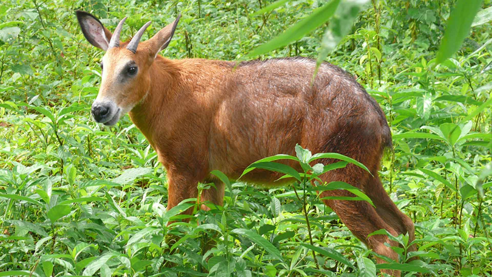 Wild forest goats need protection