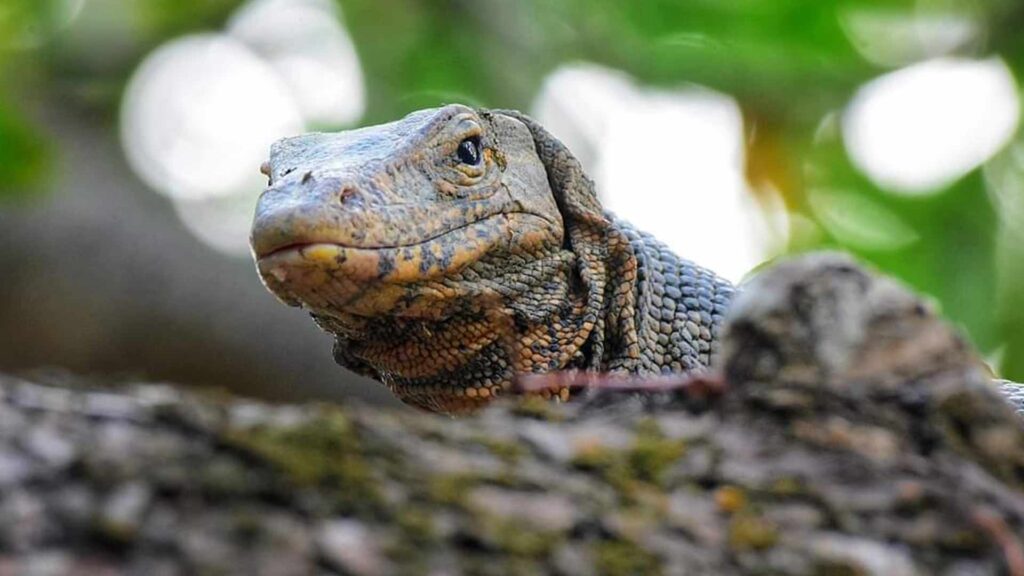 Eco-friendly Monitor Lizard disappears