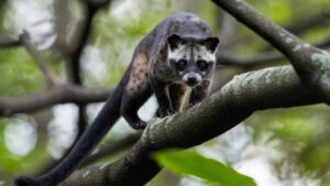 Asian Palm Civet on the way to extinction
