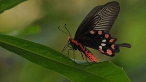 Colorful ‘butterflies’ are disappearing