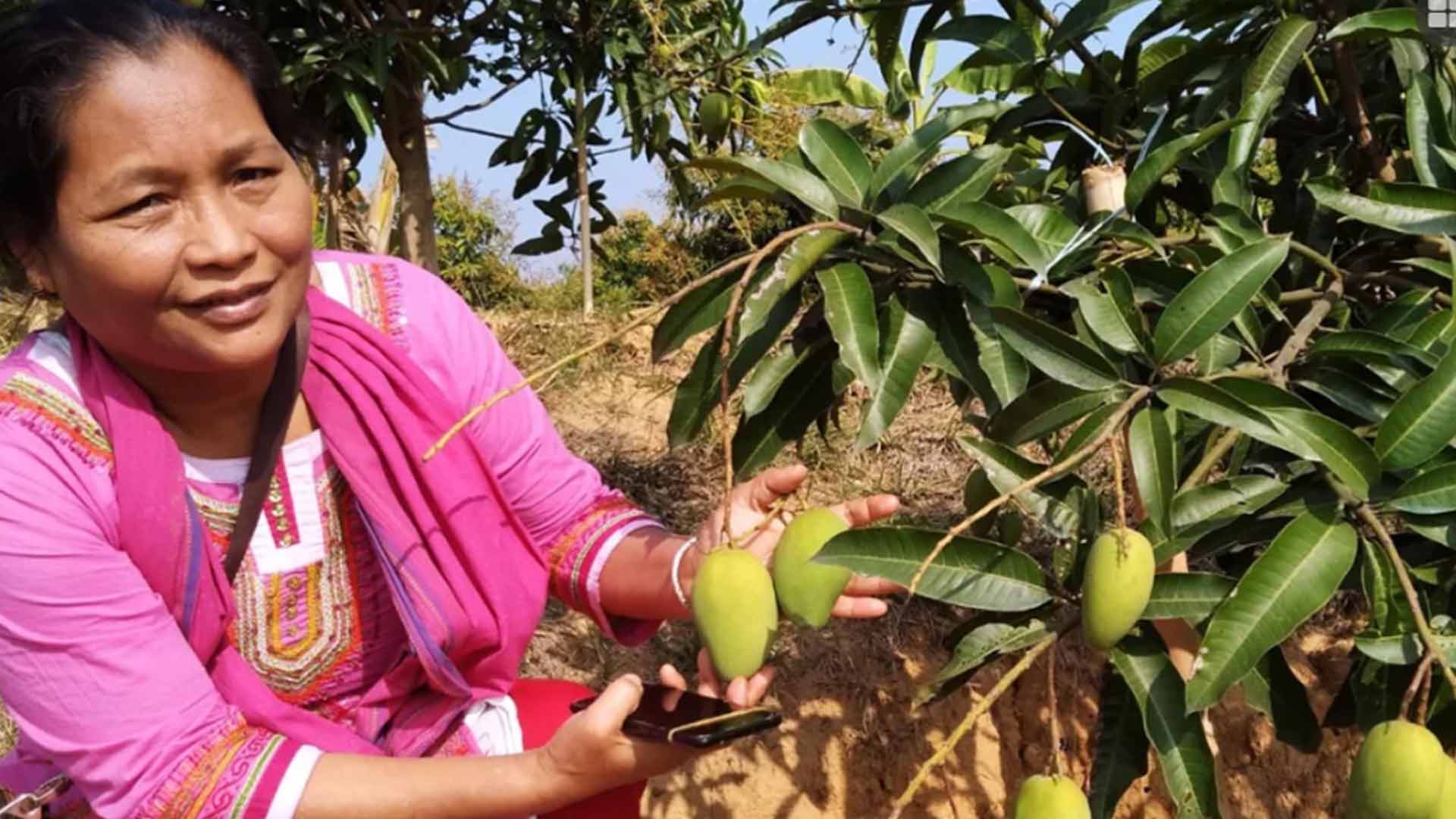 Mango revolution in the hills