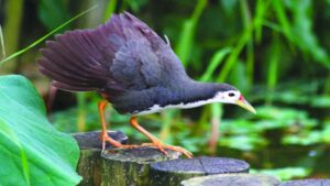 Dahuk fighting bird faces extinction