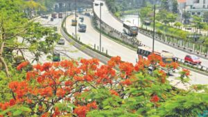 Environmentally unfriendly: Capital is full of such trees